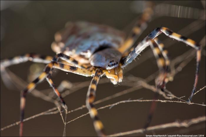  Аргиопа дольчатая - один из самых красивых видов пауков Крыма (5 фото) 