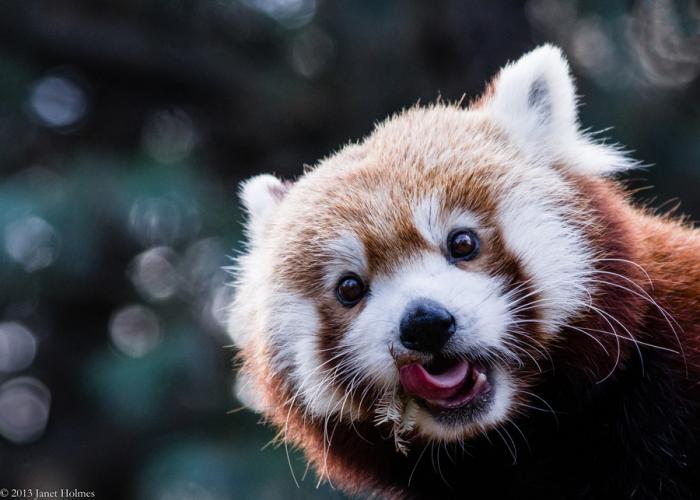  Необычайно фотогеничные красные панды (41 фото) 