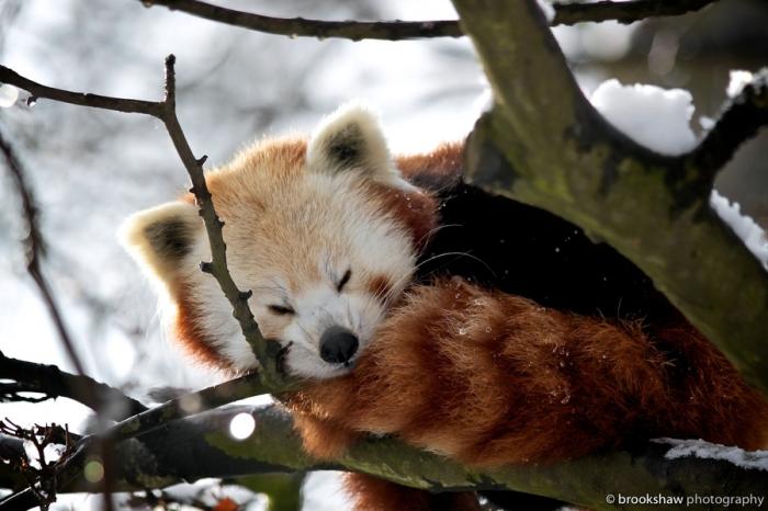  Необычайно фотогеничные красные панды (41 фото) 