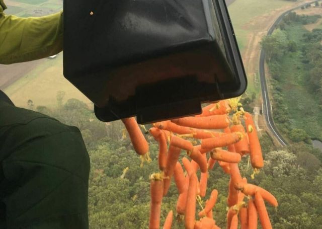 Морковный дождь в Австралии (7 фото)