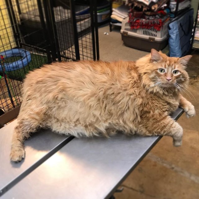 Кот по имени Базука – 18 килограммов красоты и счастья (3 фото)