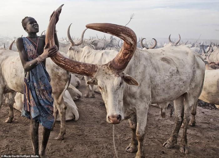 Африканское племя которое использует коров в качестве валюты (16 фото)