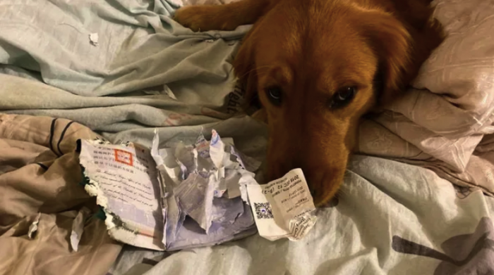 Собака спасла хозяйку от заражения коронавирусом (3 фото)
