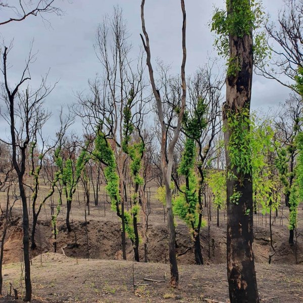 Природа Австралии начала восстанавливаться после пожаров (20 фото) 