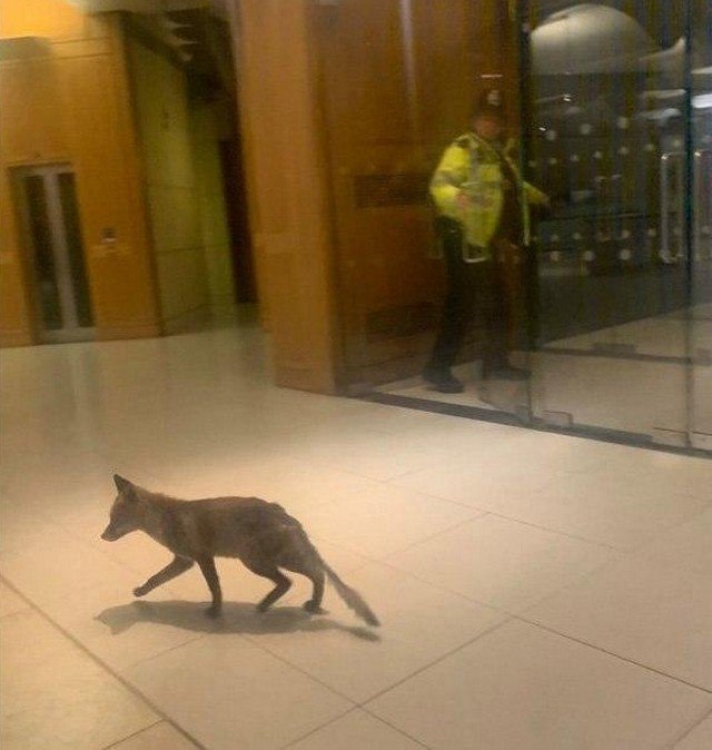 Необычный гость пришел в здание британского парламента (2 фото)