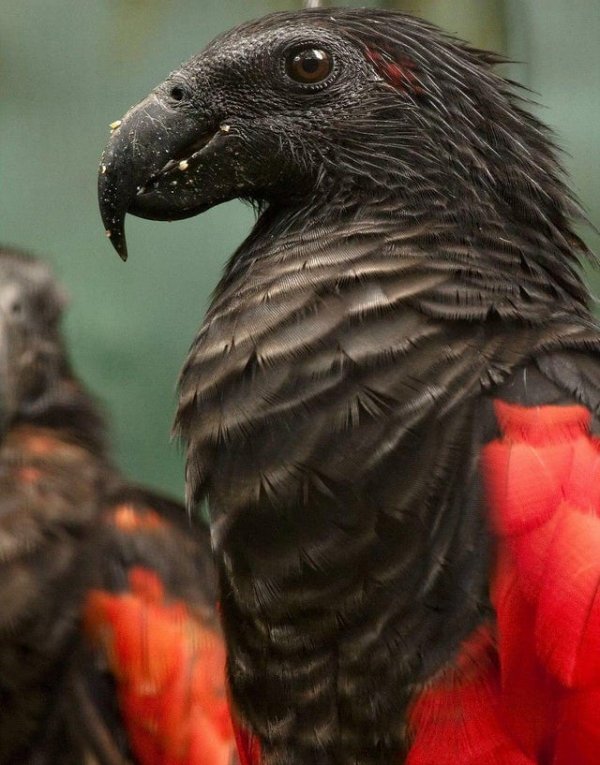 Пернатый граф Дракула - самый мрачный и зловещий попугай (10 фото)