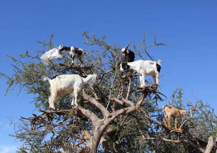 Козы из Марокко, которые умеют лазать по деревьям (17 фото)
