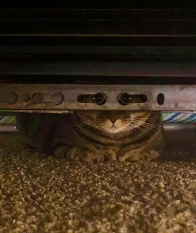 Кот посмотрел в камеру через отверстия и стал героем мемов (15 фото)