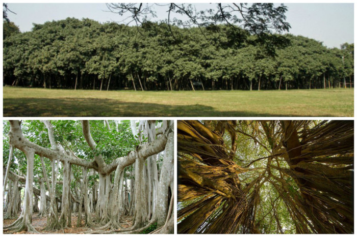 Природа умеет удивлять: самые необычные деревья (23 фото)