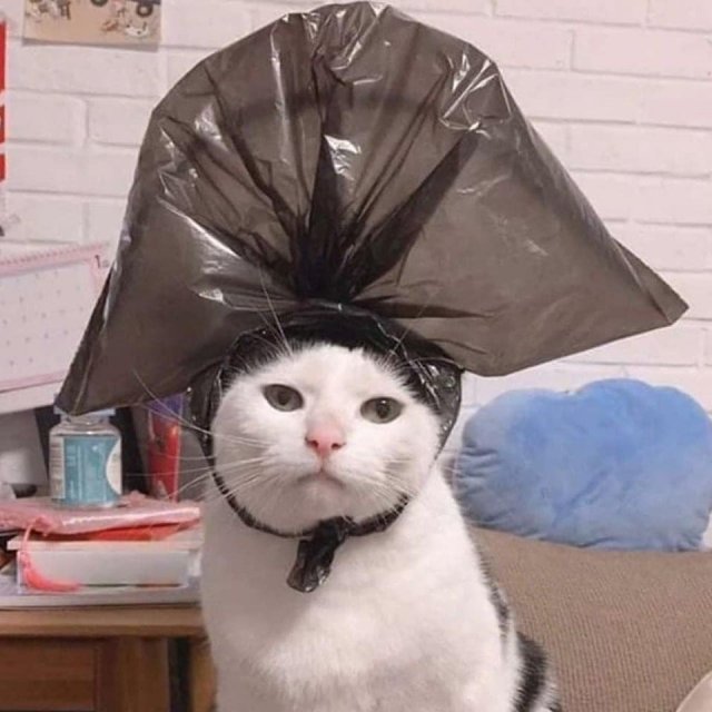 Хозяин сфотографировал своего кота с пакетом на голове (12 фото)