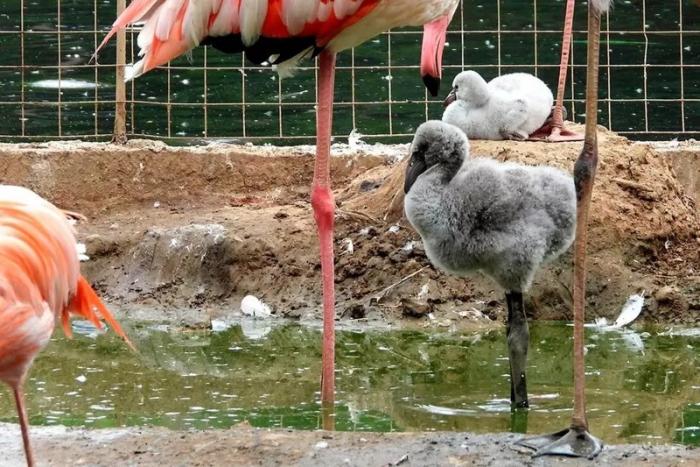 Пять птенцов фламинго появились на свет в Московском зоопарке (2 фото) 